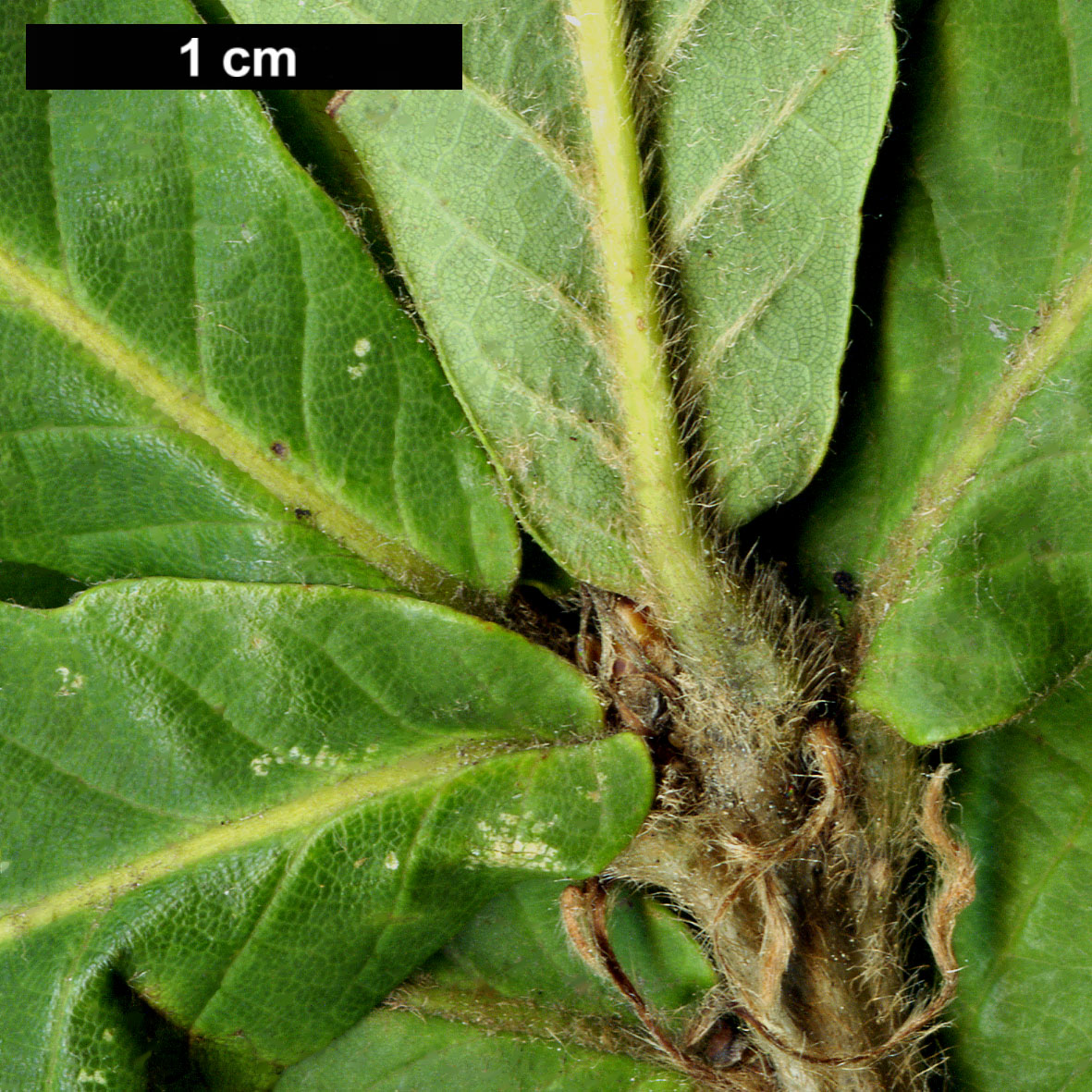 High resolution image: Family: Fagaceae - Genus: Quercus - Taxon: dentata - SpeciesSub: subsp. stewardii